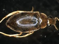 藏品(蚜蟲)的圖片